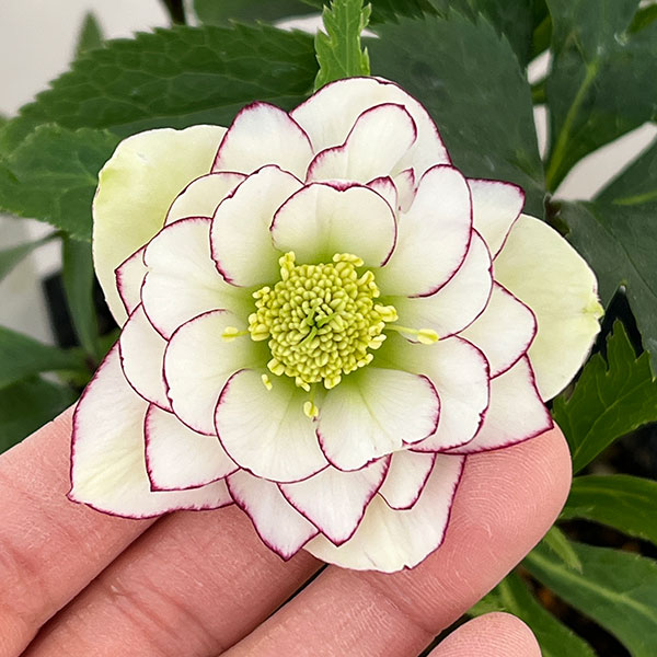 若泉ファームさんのクリスマスローズ：26-45ダブル4.5号ポット【現品販売】