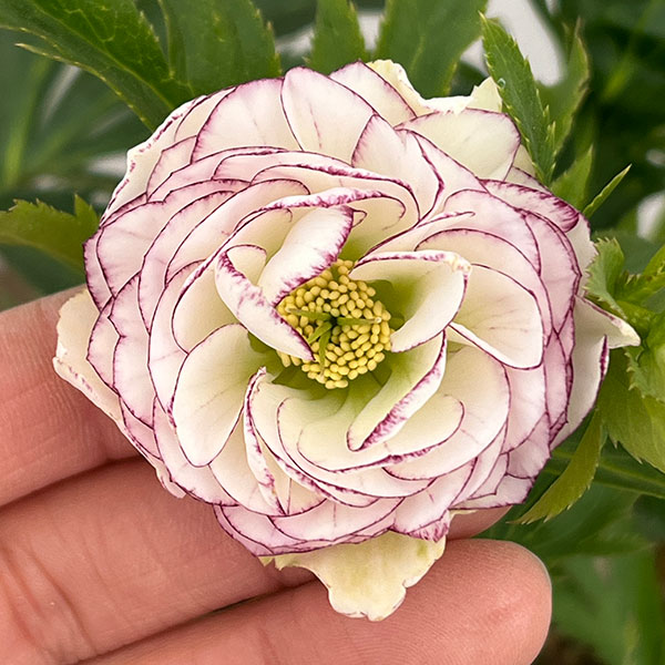 若泉ファームさんのクリスマスローズ：26-47ダブル／4.5号ポット【現品販売】