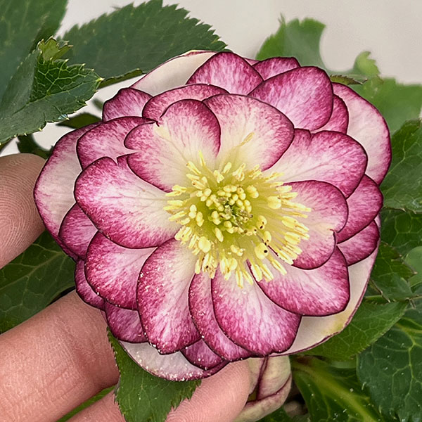 若泉ファームさんのクリスマスローズ：26-49ダブル4.5号ポット【現品販売】