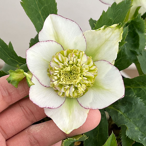 若泉ファームさんのクリスマスローズ：26-51セミダブル4.5号ポット【現品販売】