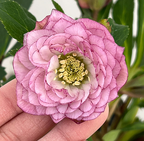 若泉ファームさんのクリスマスローズ：26-52ダブル4.5号ポット【現品販売】