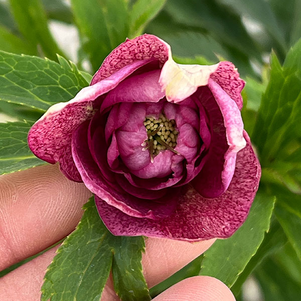 若泉ファームさんのクリスマスローズ：26-53ダブル4.5号ポット【現品販売】