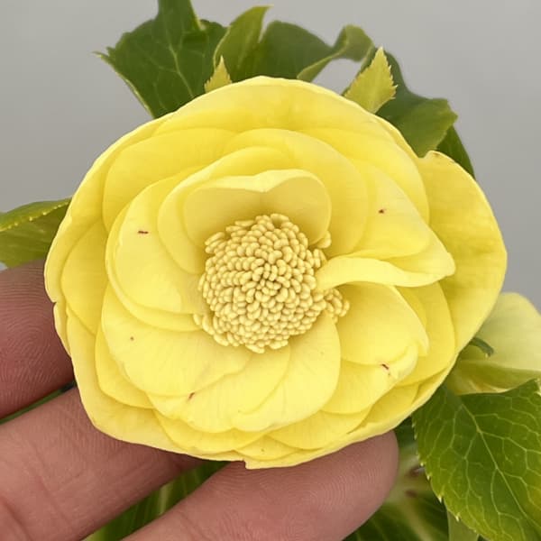 若泉ファームさんのクリスマスローズ：26-55ダブル／4.5号ポット【現品販売】