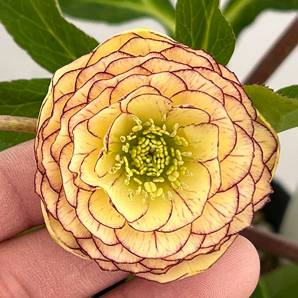 若泉ファームさんのクリスマスローズ：26-56ダブル／4.5号ポット【現品販売】