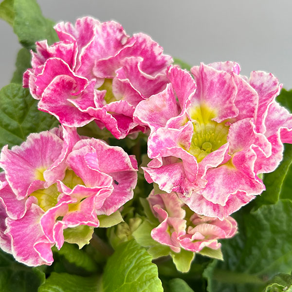 プリムラ：ポリアンサ  ロココ姫 ピンク系4号ポット