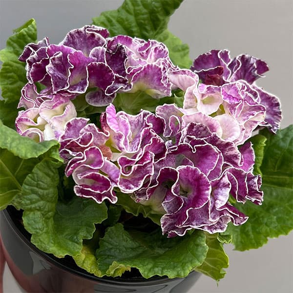 プリムラ：ポリアンサ  ロココ姫 パープル系4号ポット