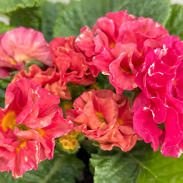 プリムラ：ポリアンサ  ロココ姫 ローズ系4号ポット