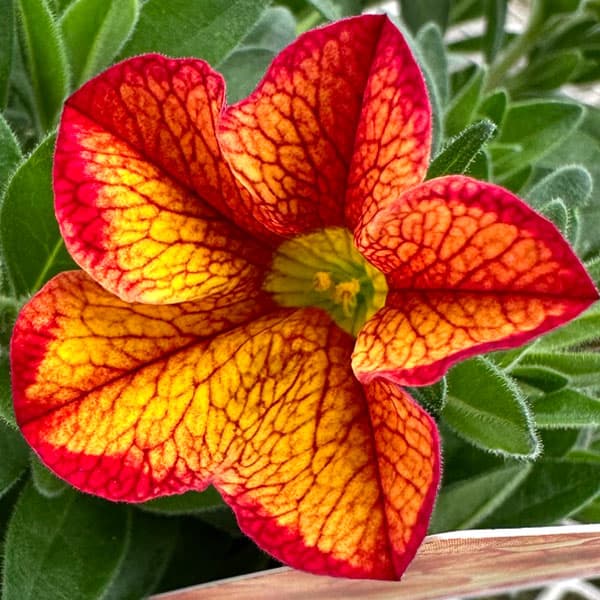 [26年4月下旬予約]カリブラコア：ウノバカリ(ウノBakari)3-3.5号ポット