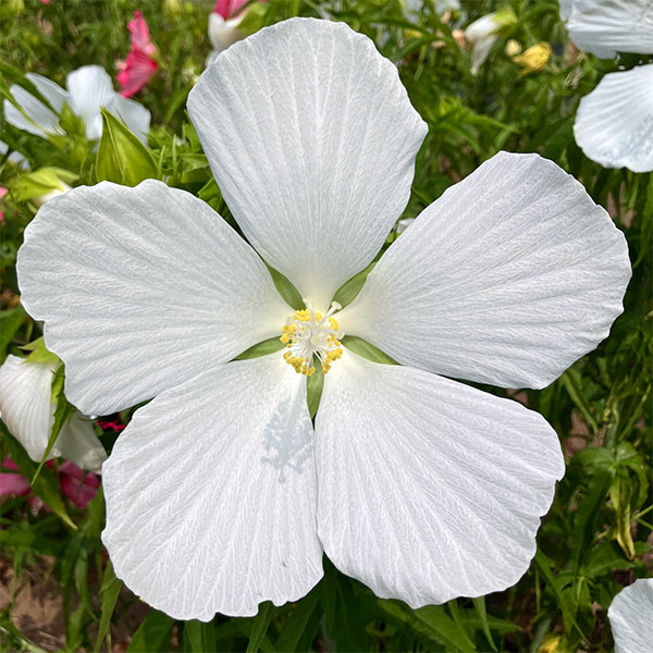 宿根ハイビスカス：タイタンビカス：ホワイトブリーズ3.5号ポット