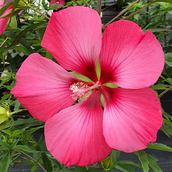 宿根ハイビスカス：タイタンビカス：ピンクブリーズ3.5号ポット