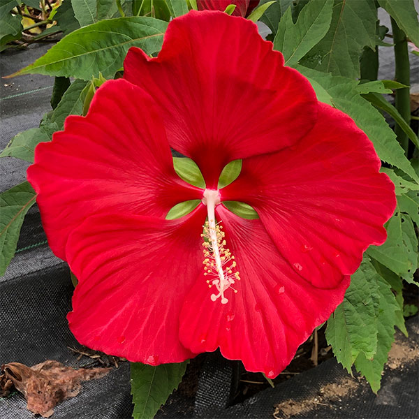 宿根ハイビスカス：タイタンビカス：マスカレード3.5号ポット