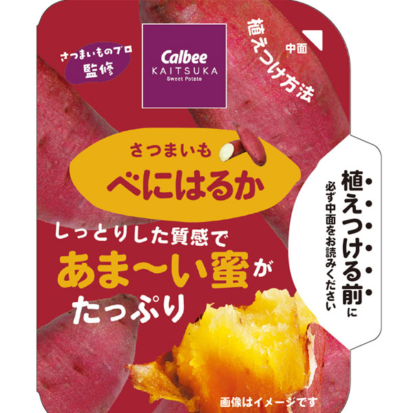 [26年5月中下旬予約]サツマイモ苗：カルビーかいつか　べにはるか(PVP)3.5号ポット