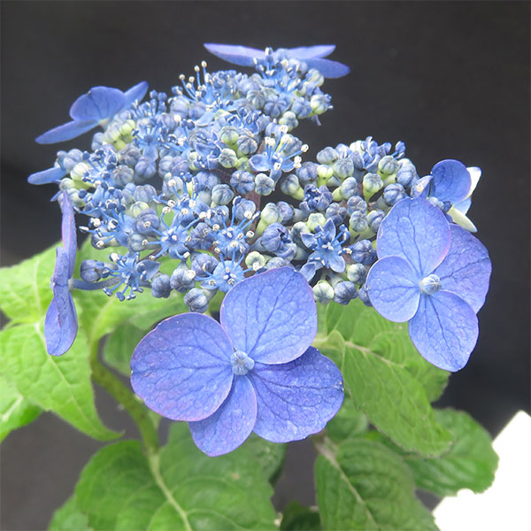 ヤマアジサイ：ムラサキスイショウ（紫水晶）4号ポット