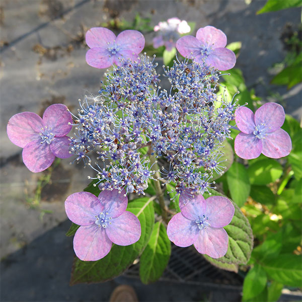 ヤマアジサイ：セトノユウベニ（瀬戸の夕紅）4号ポット