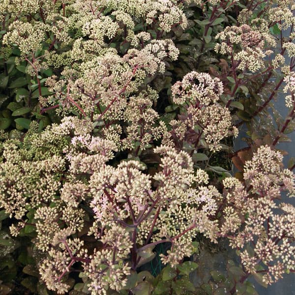 [26年2月中下旬予約]セダム：マトローナ5号ポット