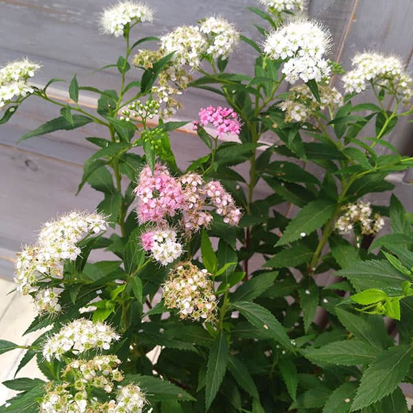 [26年2月中下旬予約]シモツケ：源平（ゲンペイ）5号ポット