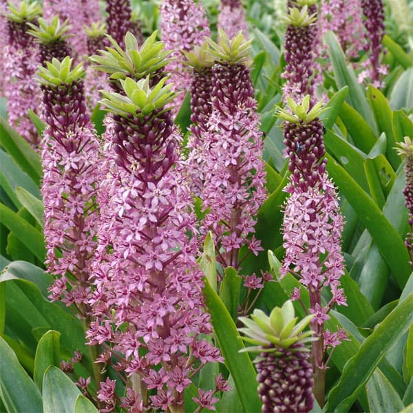 [26年4月下旬予約]ユーコミス（パイナップルリリー）：ピンクジン6号ポット