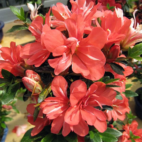 サツキ（皐月）：立山の舞　曲付　5号鉢仕立て