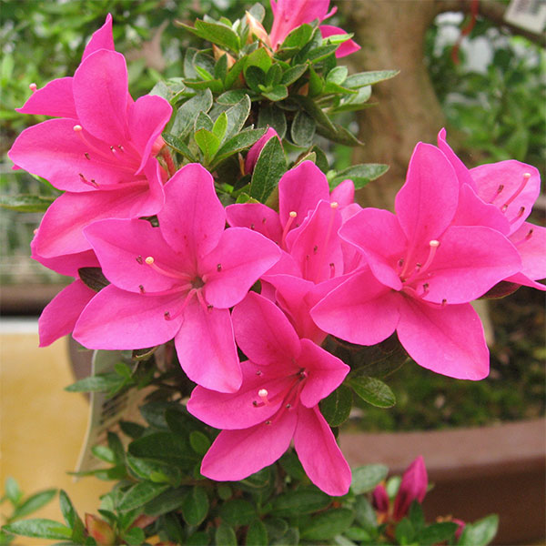 サツキ（皐月）：星の輝　曲付　5号鉢仕立て