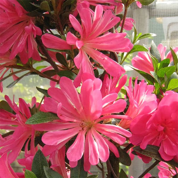 サツキ（皐月）：はなびん　曲付　5号鉢仕立て