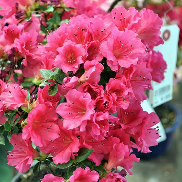 サツキ（皐月）：乙女牡丹　曲付　5号鉢仕立て