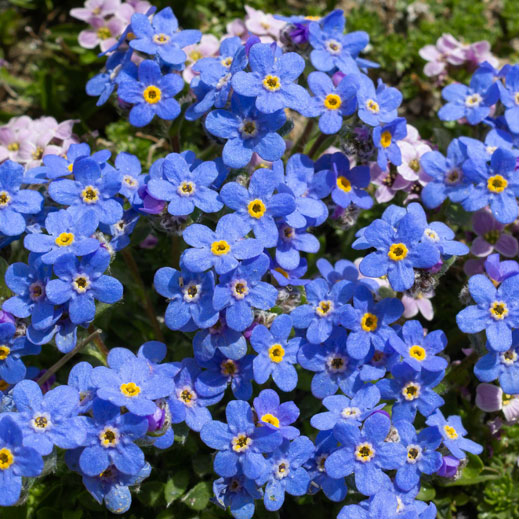 エリトリチウム：ベビーブルース3.5号ポット