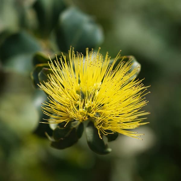 オヒアレフア：黄花3号ポット