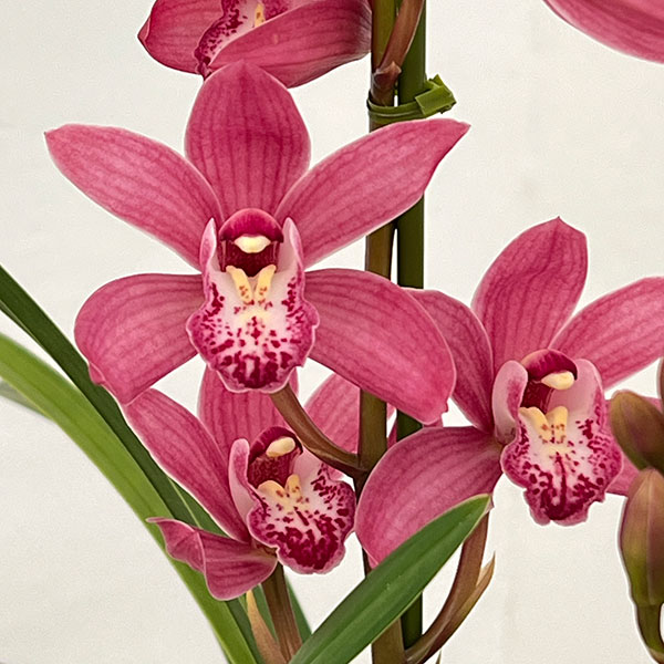 テーブルシンビジウム：ありがとう2本立ち　5号陶器鉢植え（皿付き）