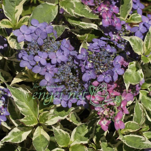 ヤマアジサイ：名残雪（ナゴリユキ）3号ポット