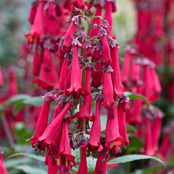 フィゲリウス：カラーバーストディープレッド3.5号ポット