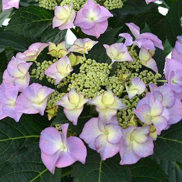 [26年2月中下旬予約]アジサイ：ティファニー3.5号ポット