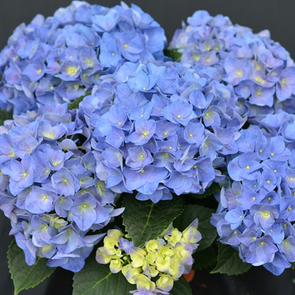 [26年2月中下旬予約]アジサイ：ジップ3.5号ポット