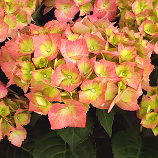 [26年2月中下旬予約]アジサイ：スイートリップス3.5号ポット