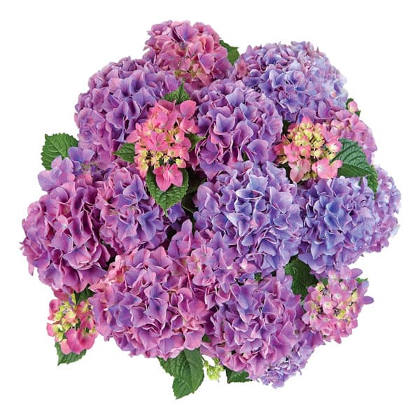 アジサイ：テーブルテンシア3.5号ポット