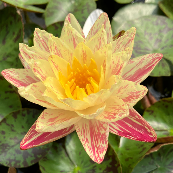 [26年5月中下旬予約]スイレン：温帯スイレン　パラニー