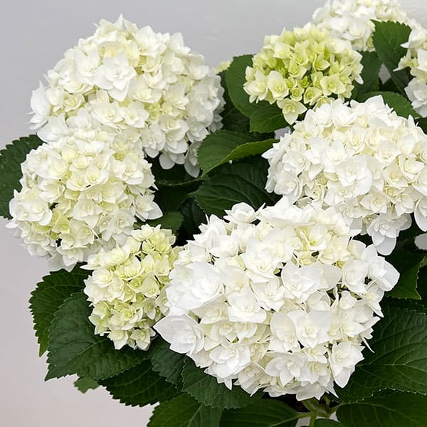 [26年2月中下旬予約]アジサイ：フロレンシア（白）3.5号ポット