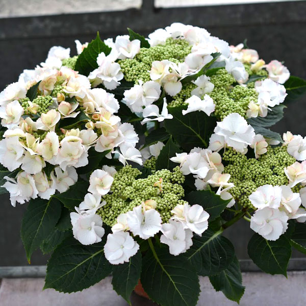 [26年2月中下旬予約]アジサイ：フリスビーペティーコート3.5号ポット