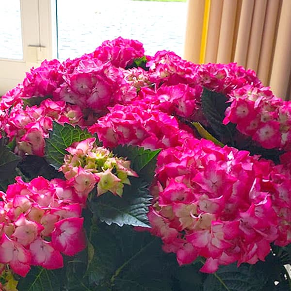 アジサイ：バラディア3.5号ポット