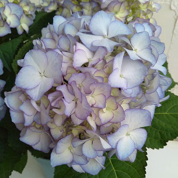 [26年2月中下旬予約]アジサイ：アデュラ 3.5号ポット