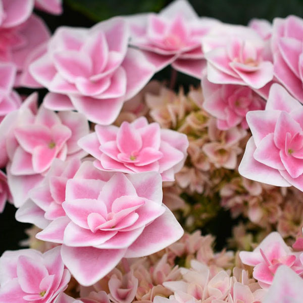 [26年2月中下旬予約]アジサイ：スターダスト3.5号ポット