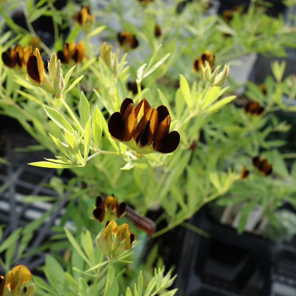 ロータス：ブラックムーニー2.5号ポット