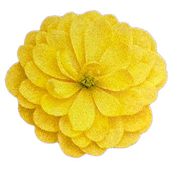 ラナンキュラス：サラセレネ　フォテノース3.5-4号ポット