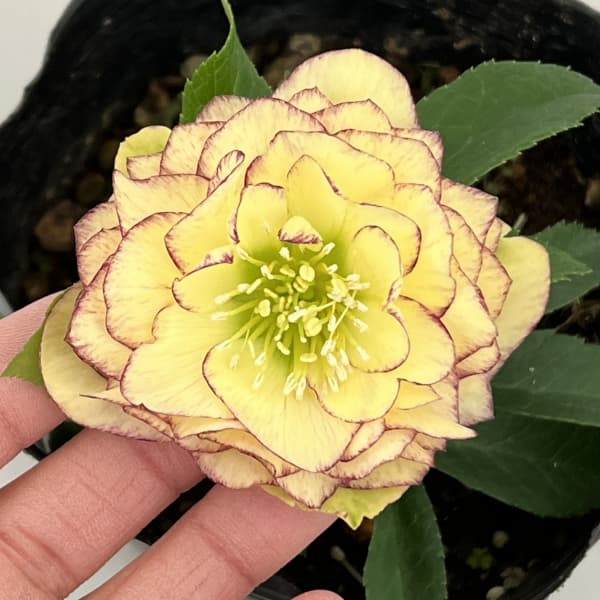 曽田園芸さんのクリスマスローズ：26-01多弁系ダブル4号ロングポット【現品販売】