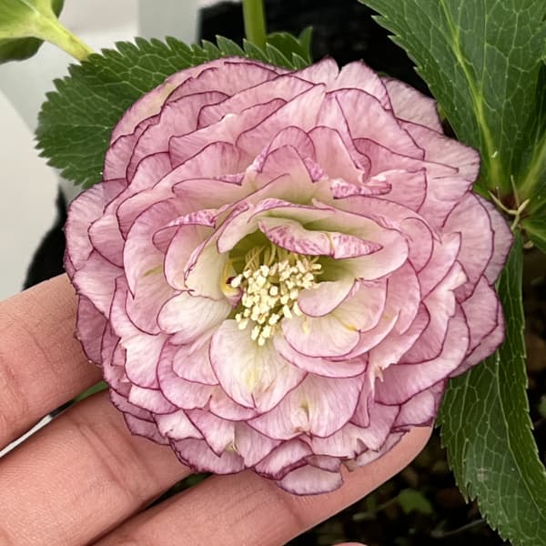 曽田園芸さんのクリスマスローズ：26-02多弁系ダブル4号ロングポット【現品販売】