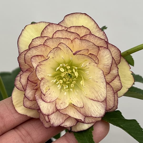 曽田園芸さんのクリスマスローズ：26-03多弁系ダブル4号ロングポット【現品販売】