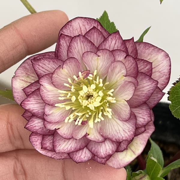 曽田園芸さんのクリスマスローズ：26-04多弁系ダブル4号ロングポット【現品販売】