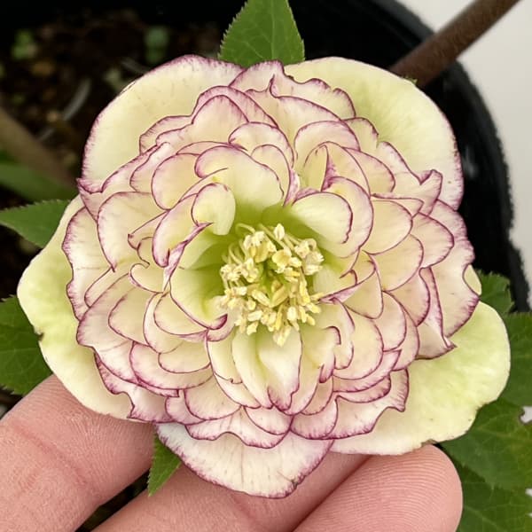 曽田園芸さんのクリスマスローズ：26-05多弁系ダブル4号ロングポット【現品販売】