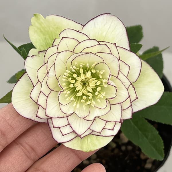 曽田園芸さんのクリスマスローズ：26-08多弁系ダブル4号ロングポット【現品販売】