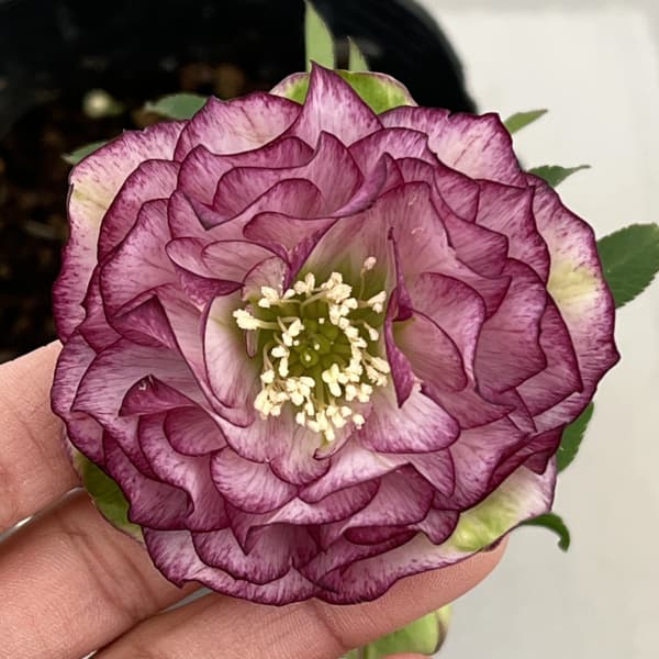 曽田園芸さんのクリスマスローズ：26-10多弁系ダブル4号ロングポット【現品販売】