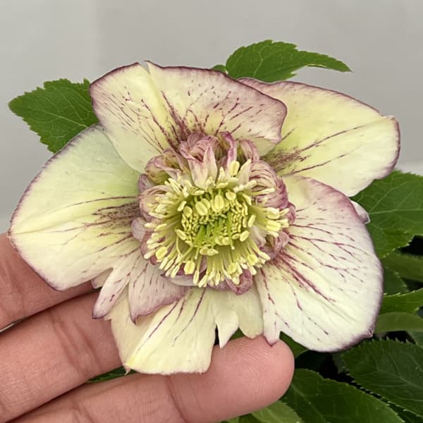 曽田園芸さんのクリスマスローズ：26-12セミダブル4号ロングポット【現品販売】